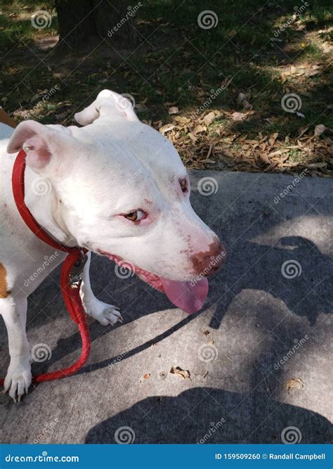 Best friends pitbull stock photo. Image of walk, pitbull - 159509260