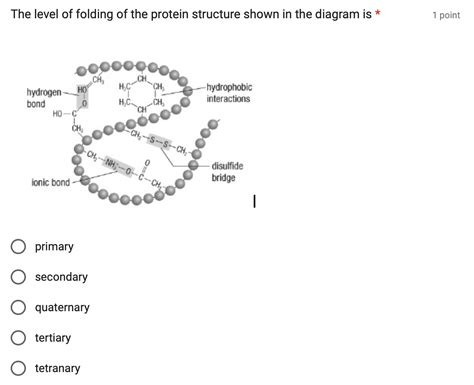 Solved The level of folding of the protein structure shown | Chegg.com