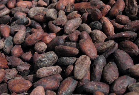 File:Cacao-roasted.jpg - Wikipedia