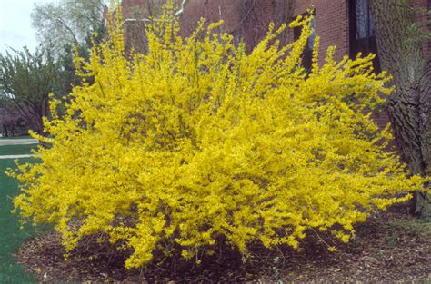 Buy Forsythia Shrubs Wholesale | Beautiful Spring Blooms