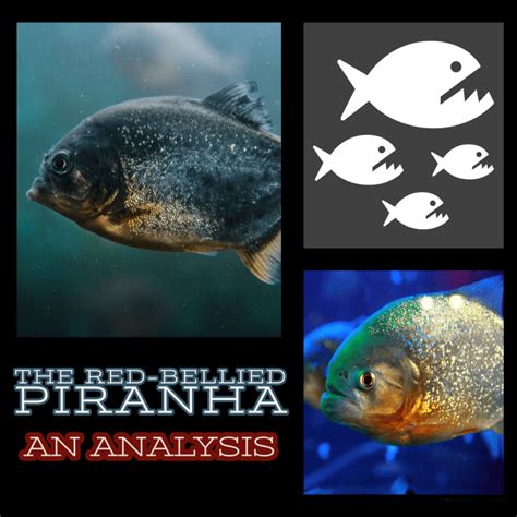 The Red-Bellied Piranha: An Analysis - Owlcation