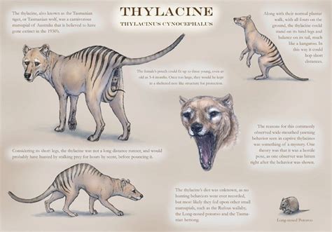 Thylacinus cynocephalus : Tasmanian Tiger | carnivorous #marsupial by *JennyParks on @deviantART ...