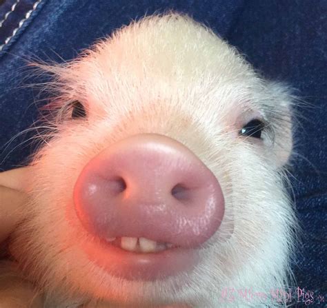 Az micro mini pig | Funny pig pictures, Funny pigs, Funny animal pictures