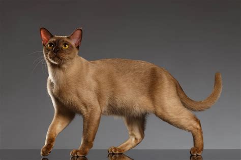 Burmese Cat Breed Profile - Cat-World