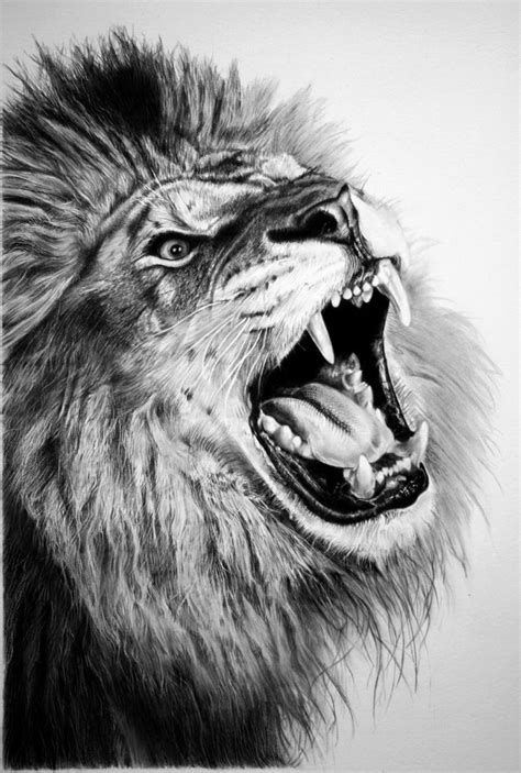 17+ Lion Drawings, Pencil Drawings, Sketches | FreeCreatives