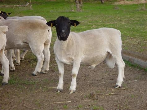 Australian Dorper & Australian White Sheep – Cluny Livestock Exports Pty Ltd