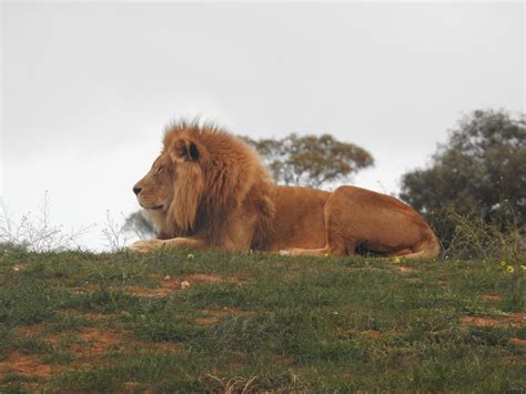 Animals of Monarto Zoo - Trevor's Birding