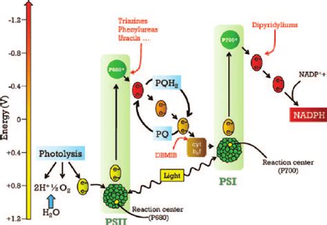 Diagram of the Z-scheme describing the Hill reaction. The sites of ...