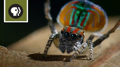 Peacock Spider Mating Dance - YouTube