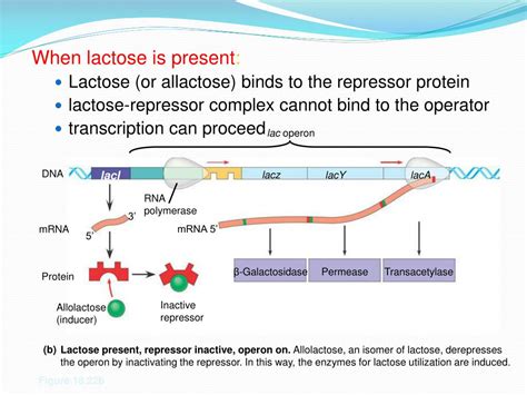 Gene Regulation Lac Operon Molecular Basis Of Inheritance Genetics | My ...