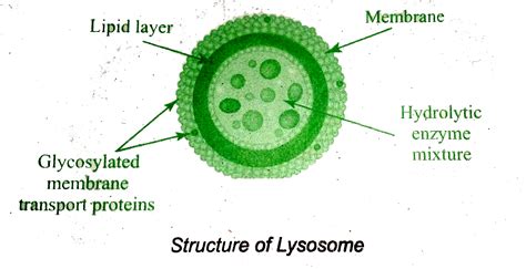 Lysosome Structure