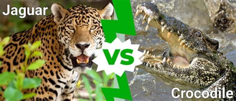 Jaguar vs Crocodile: Who Would Win in a Fight? - A-Z Animals