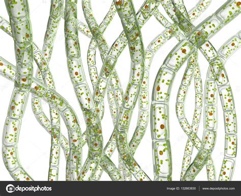 Cells of algae, Microscopic view. Stock Photo by ©wir0man 132663830