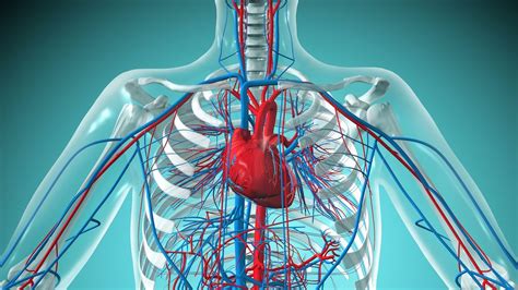 Human heart: Anatomy, function & facts | Live Science