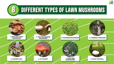 Types Of Mushrooms With Names And Pictures