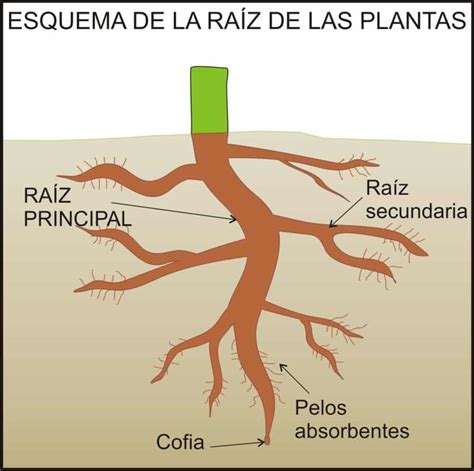 ¿Cuáles Son Las Partes De Las Plantas? - La Huertina De Toni