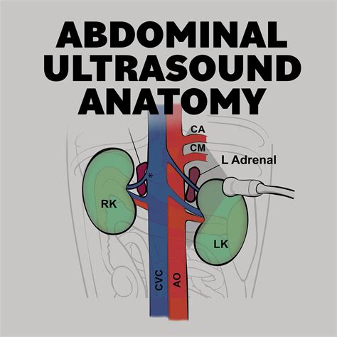 Abdominal ultrasound anatomy | Small Animal Ultrasonography