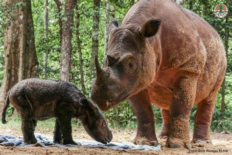 Second Baby Sumatran Rhino Born Into Indonesian Sanctuary