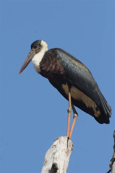 The Storks of Africa | Rockjumper Birding Tours