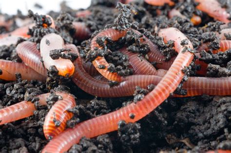 Species of Earthworms - Earthworms