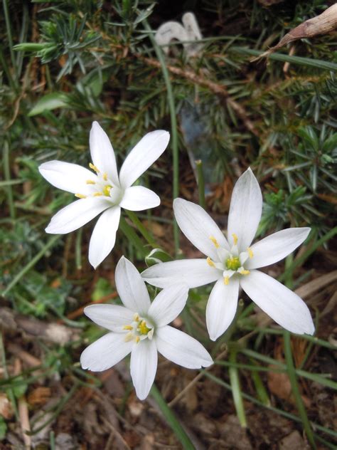 White Wild Flowers by CeliaWells on DeviantArt