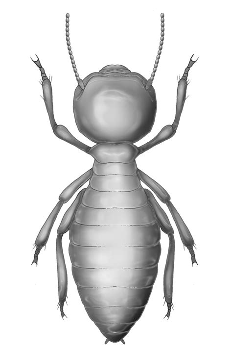 Identification of termites - The Australian Museum