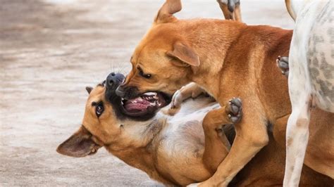 Peleas entre perros: origen y cómo evitarlas - Cómo educar a un cachorro