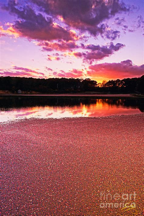 Cape Cod Cranberry Bog Sunset Photograph by Matt Suess - Fine Art America