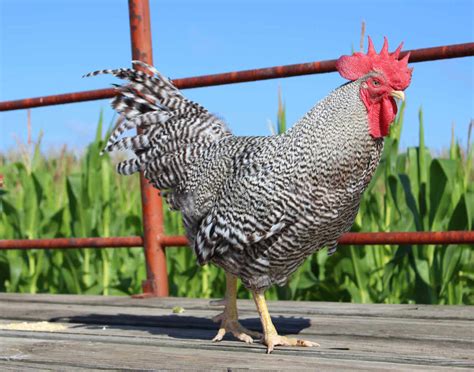 Breed Spotlight: Barred Plymouth Rock | Meyer Hatchery Blog