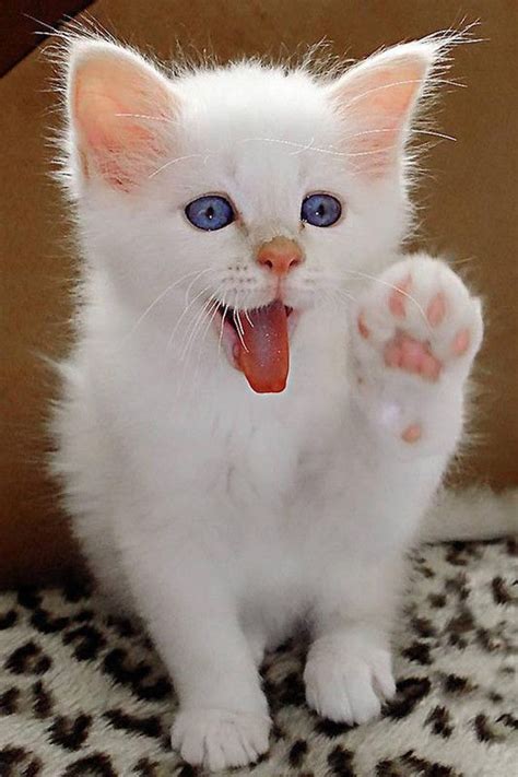 kitty high five - Cute Kittens Photo (41526770) - Fanpop