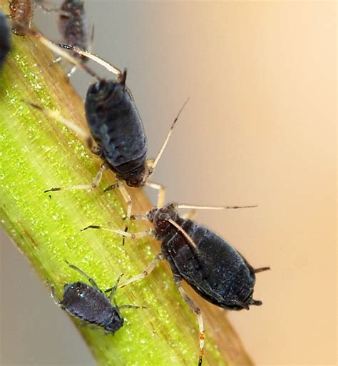 Springfield Plateau: Black Bean Aphids