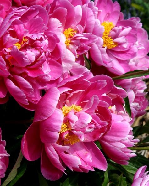 Pink Peonies – Photos Public Domain