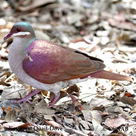 Key West Quail-Dove | Birds of Cuba | Cuban Birds