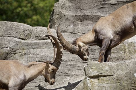 Wildlife in the Alps