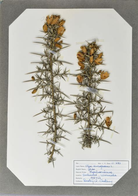 Warwickshire in 100 Objects: Museum Herbarium Sheet - Our Warwickshire