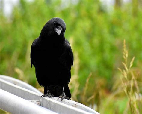 Are Ravens good pets? Is it even legal to keep them? (USA & UK)