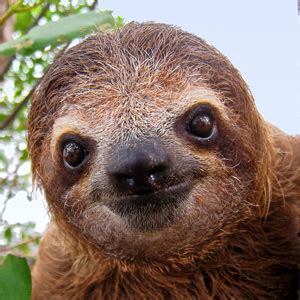 Sloth Facts | Three-Toed Sloths | Brown-throated Sloth