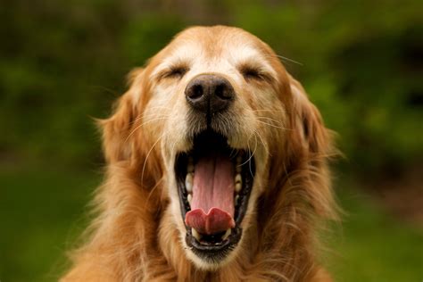 Yawns Are Contagious in Dogs, Too - ABC News