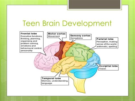 Image result for teenage brain development | Teenage brain development ...