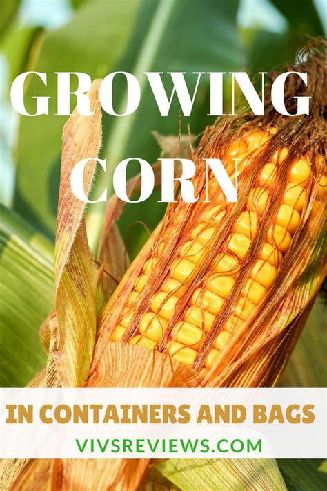 Growing Corn in Containers and Bags - Vivs Reviews | Growing corn, Growing sweet corn, Companion ...