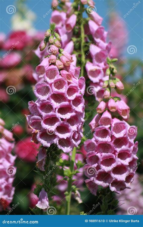 Closeup of pink foxgloves stock photo. Image of bloom - 98891610