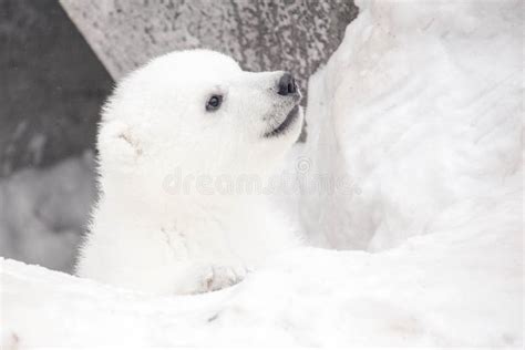 Polar Bear Cub in Snow is Looking Up Stock Photo - Image of snowdrift, white: 180677324