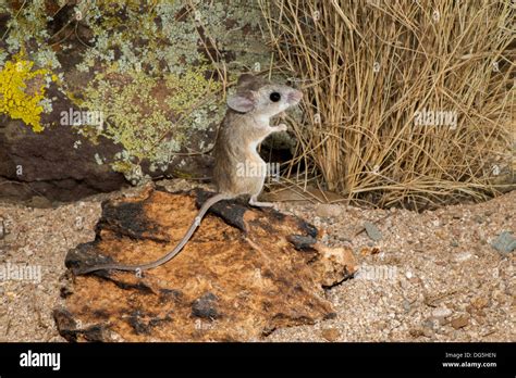 Cactus Mouse Peromyscus eremicus Tucson, Pima County, Arizona, United Stock Photo: 61589101 - Alamy