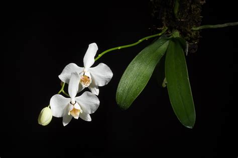 Aphrodite's phalaenopsis (Phalaenopsis aphrodite) Flower, Leaf, Care, Uses - PictureThis