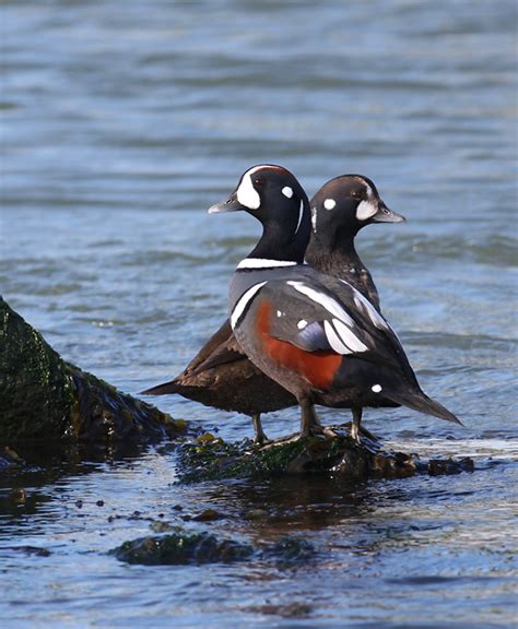 Maryland Biodiversity Project - Harlequin Duck (Histrionicus histrionicus)