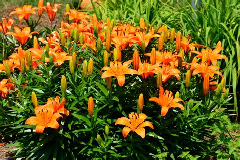 Orange Colored Day Lilies Free Stock Photo - Public Domain Pictures