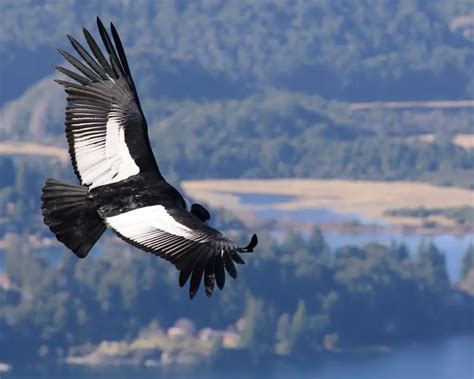 Andean Condor Facts for Kids - KonnectHQ