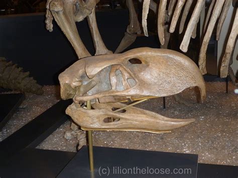 Museum Monday: Terror Bird Skull - Lili on the Loose