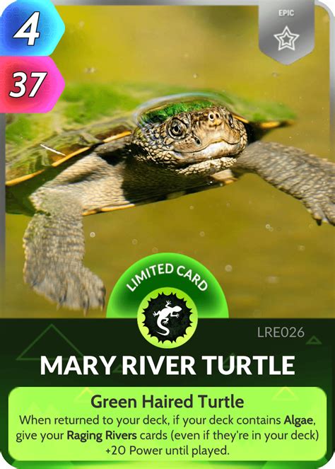 Mary River Turtle