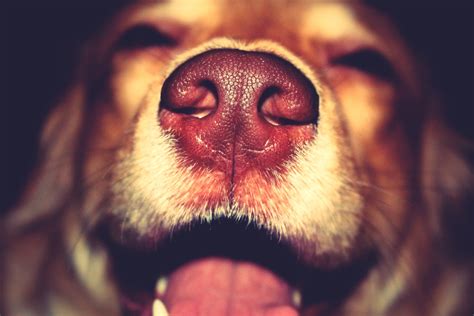 Should A Dogs Nose Be Cold Or Warm: Unraveling The Canine Conundrum